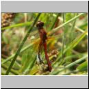 Sympetrum flaveolum - Gefleckte Heidelibelle 02.jpg